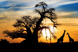 Baobab-giraffes-Mapungubwe-National-Park