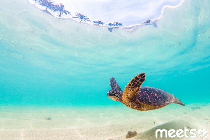 Endangered Hawaiian Green Sea Turtle