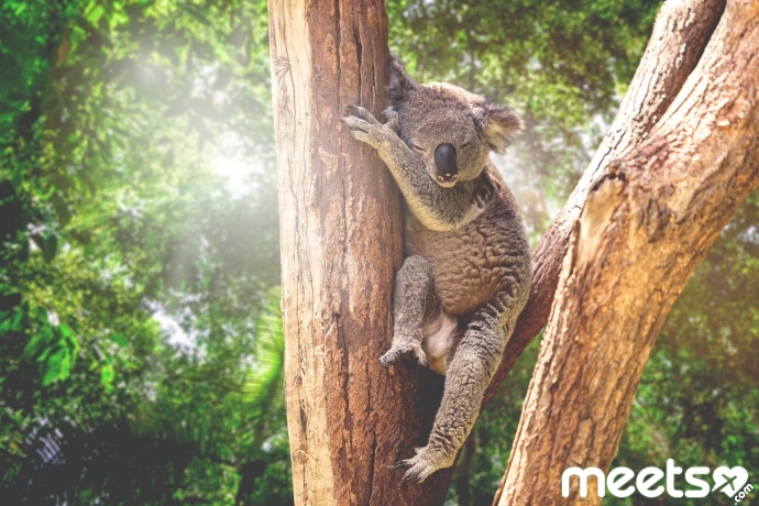 Koala in the nature