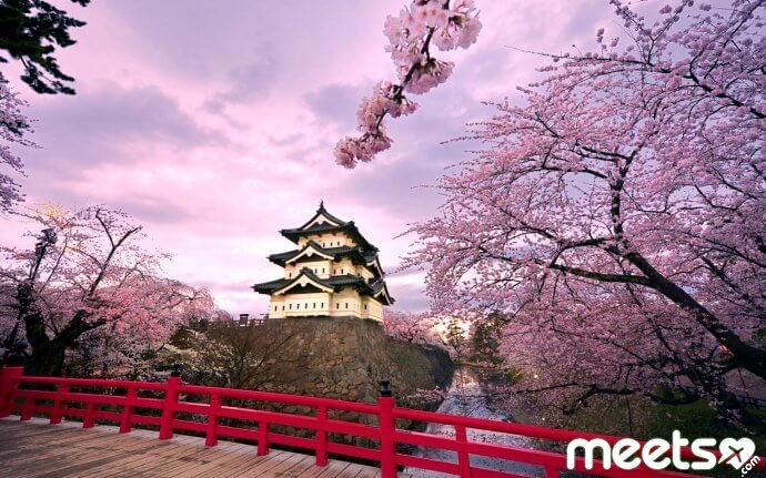 Castle and cherry blossoms)