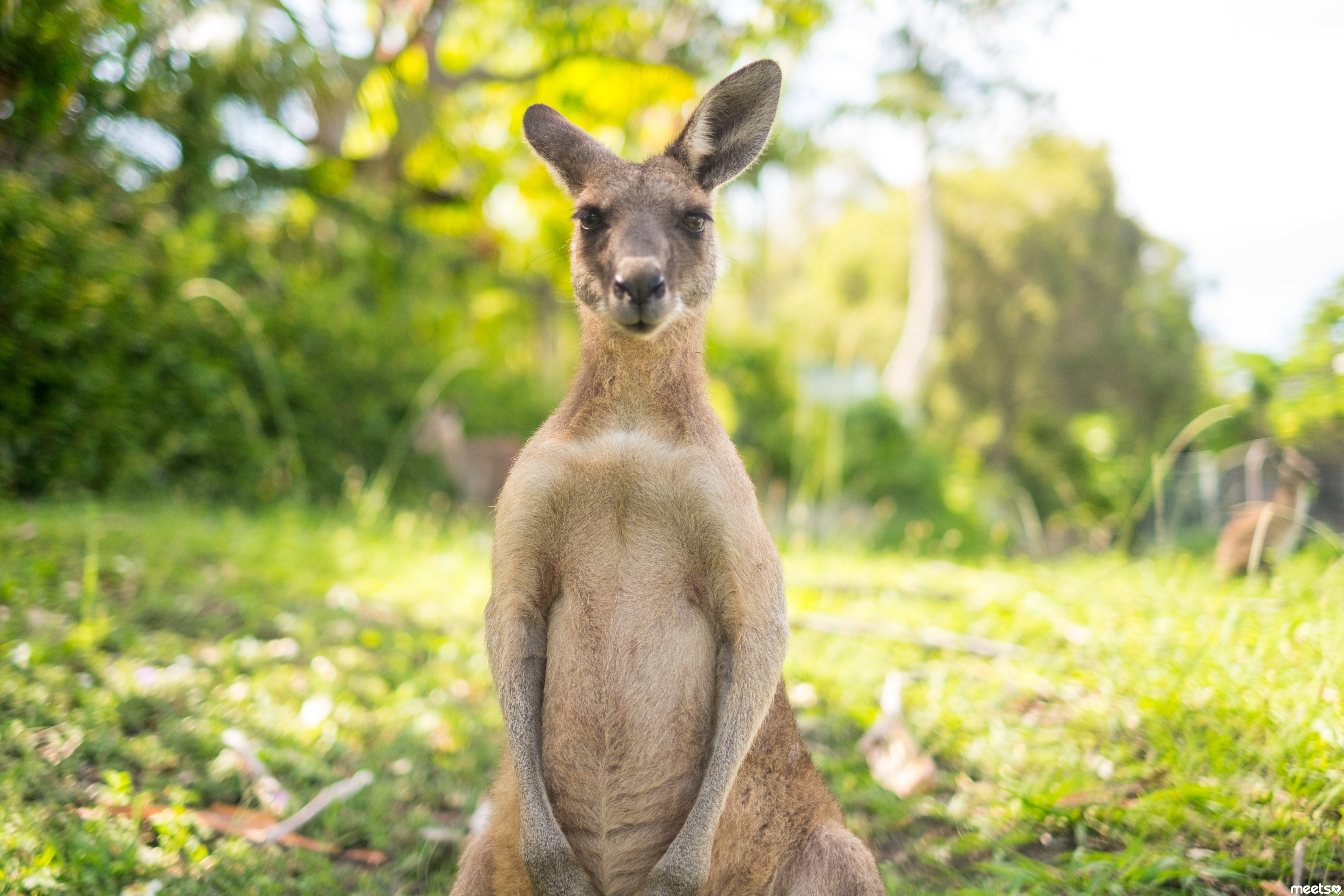 Кенгуру архив. Кенгуру в Австралии. Кангаро кенгуру. Одичавшие кенгуру. Самка кенгуру.