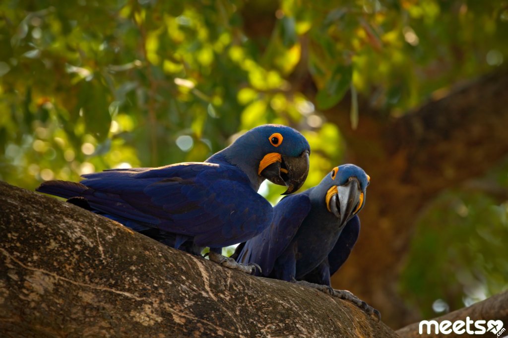 blue parrots