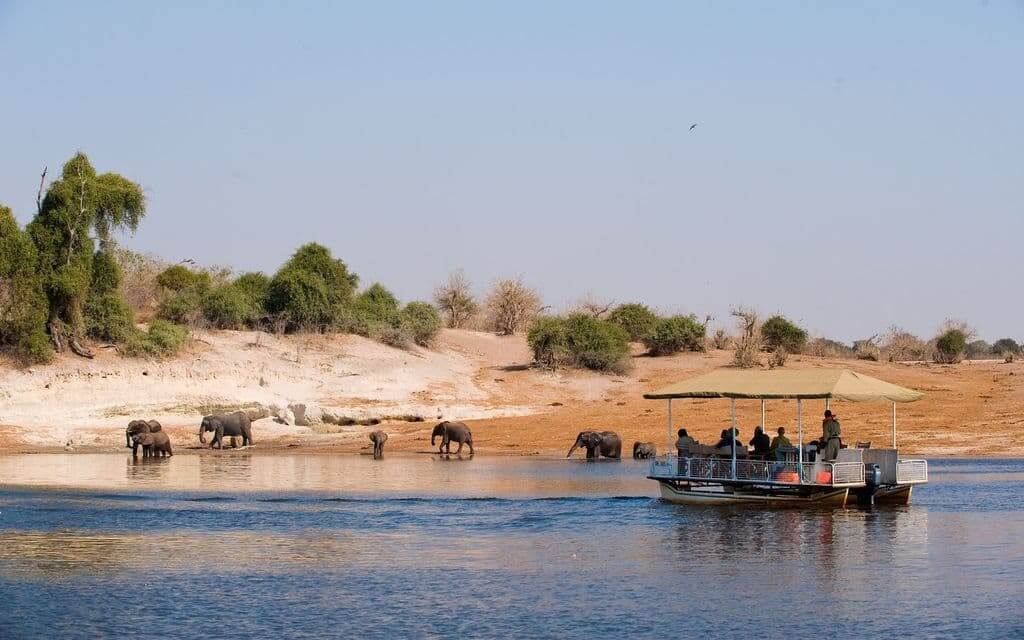 chobe_river_elephants