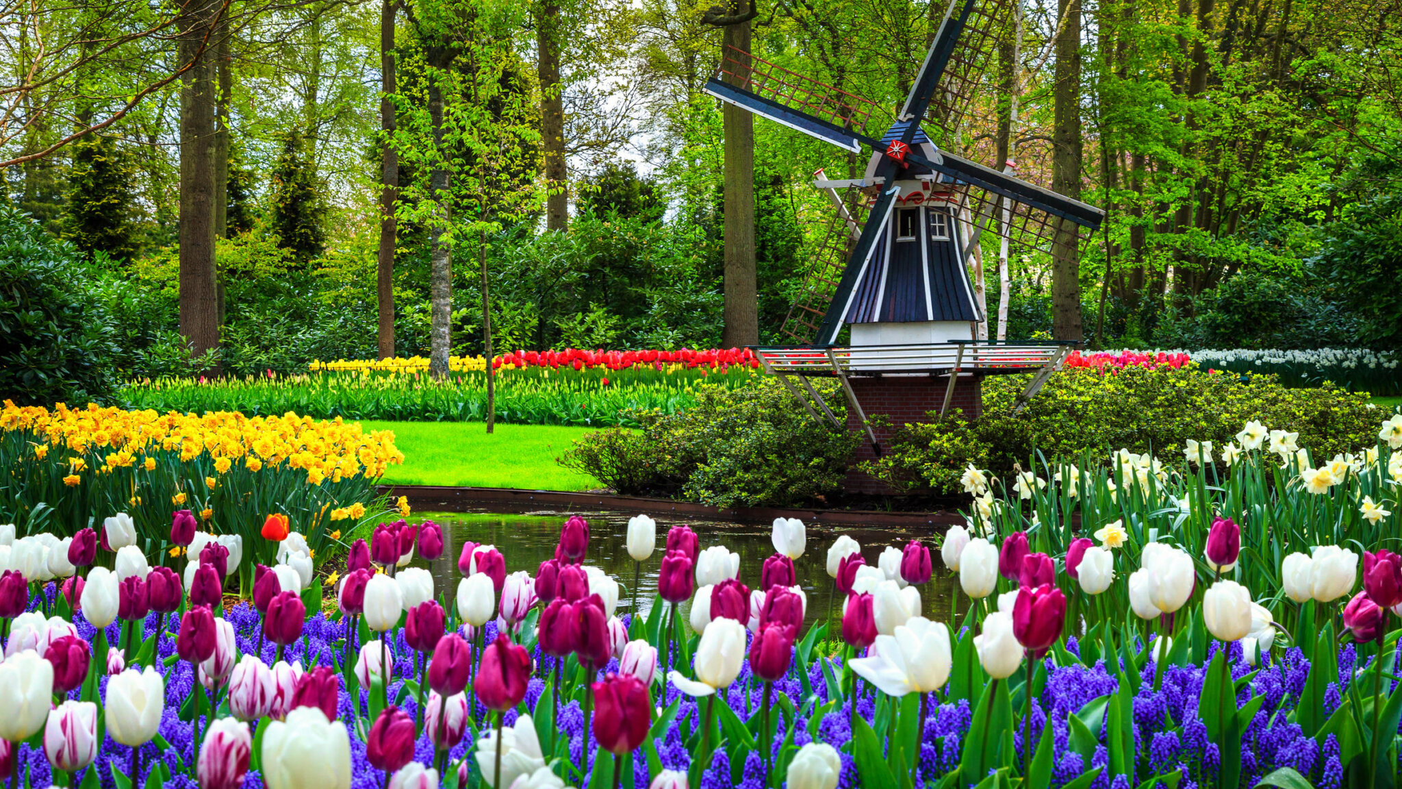парк тюльпанов в голландии