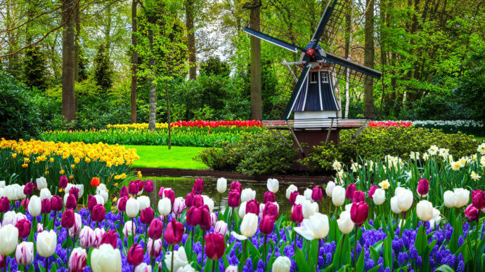 тюльпаны в саду нидерландов