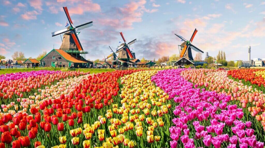 Королевство цветов. Нидерланды