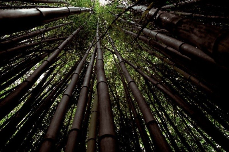 Лощина чёрного бамбука