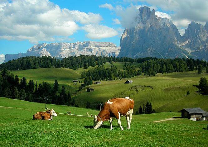 коровы на лугу в горах