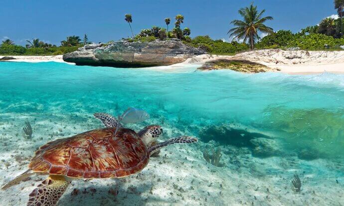 черепаха в воде