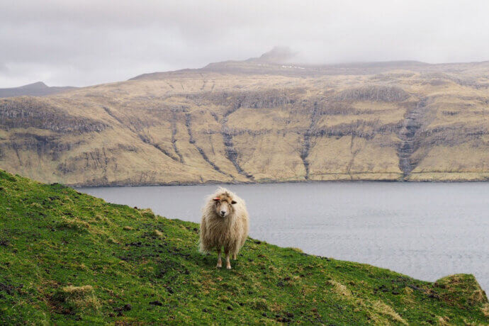 овца на фарерских островах